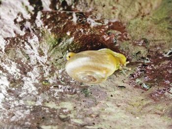 Close-up of snail on land