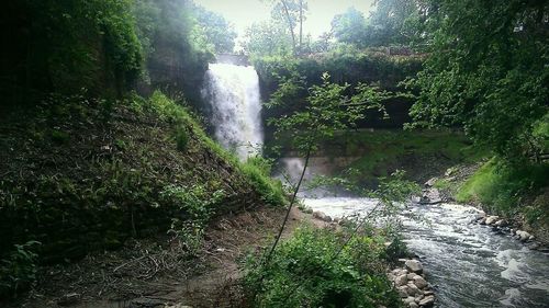 Scenic view of waterfall in forest