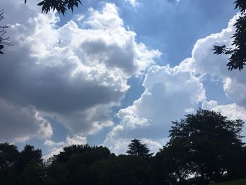 Low angle view of trees against sky