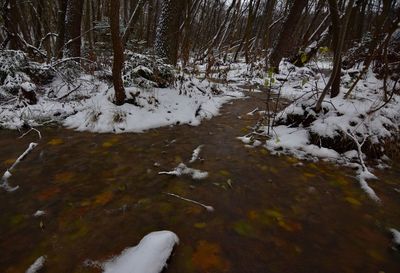 Trees in forest during winter