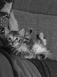 Portrait of cat lying on sofa