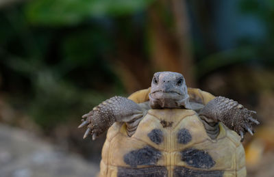 Closeup turtle face portrait, reptile animal 