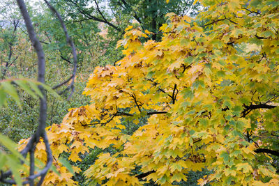 Close-up of yellow flowers growing on tree