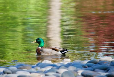 Side view of a mallard duck swimming in lake