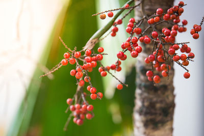 Close-up of red berries growing on tree