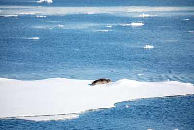 High angle view of seal on glacier in sea