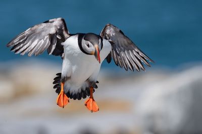 Close-up of bird flying