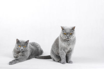 Portrait of cat sitting on floor against white background