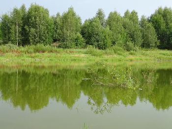 Scenic view of lake in forest