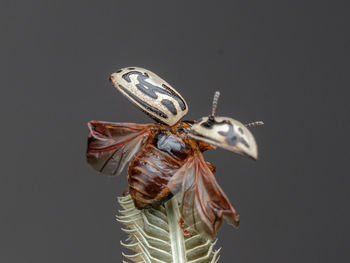 Close-up of butterfly over black background