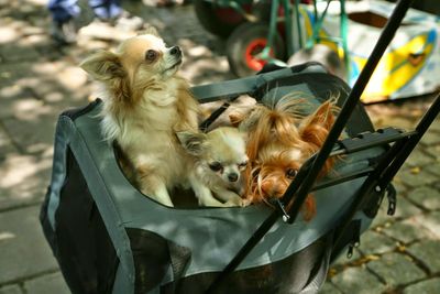 High angle view of chihuahuas in luggage