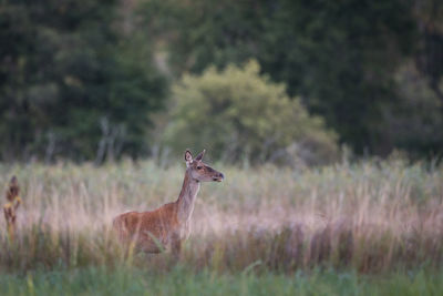 Deer standing on field