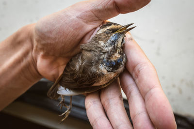 Midsection of person holding bird