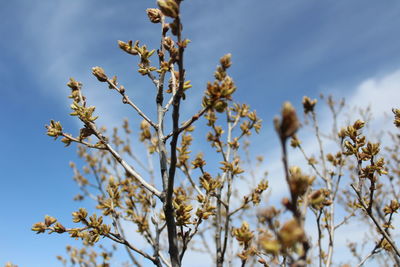 Low angle view of flowering plant against sky