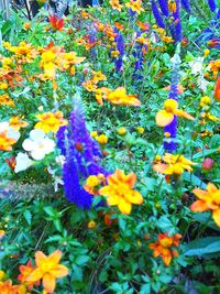 Close-up of yellow flowering plants