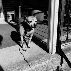 Dog sitting outdoors