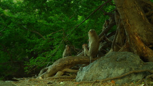 Monkey on rock in forest