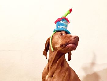 Low angle view of dog wearing party hat while sitting against wall