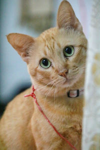 Close-up portrait of a cat