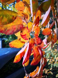 Close-up of orange rose on plant during autumn