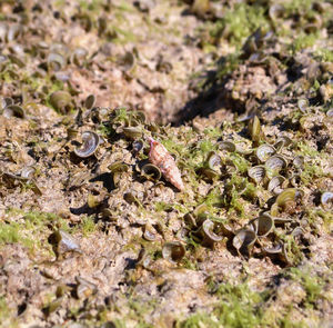 High angle view of pine cone