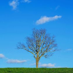 Bare tree on field against blue sky