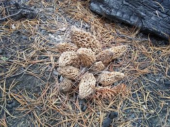 High angle view of nest on field