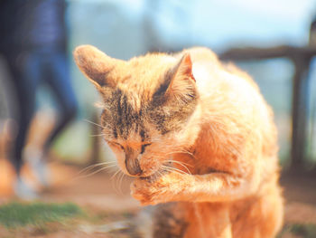 Close-up of a cat looking away