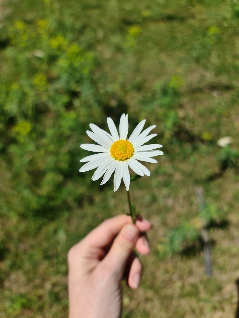 plant, flower, hand, flowering plant, freshness, grass, nature, fragility, beauty in nature, one person, holding, green, daisy, growth, flower head, close-up, meadow, yellow, petal, day, focus on foreground, inflorescence, outdoors, adult, wildflower, selective focus, leaf, white, pollen, sunlight