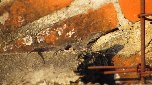 Close-up of rusty metal