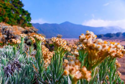 Close-up of flowering plants on field against sky