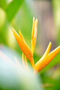 Close-up of orange flowering plant
