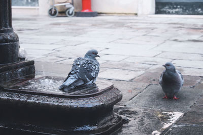 Pigeons perching on a fountain