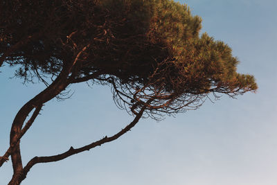 Low angle view of tree against clear sky