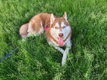 View of a dog on field