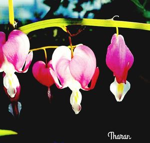 Close-up of pink orchids