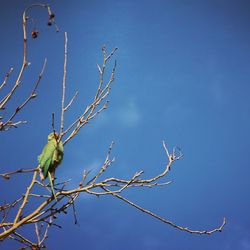 Low angle view of bird perched on blue sky