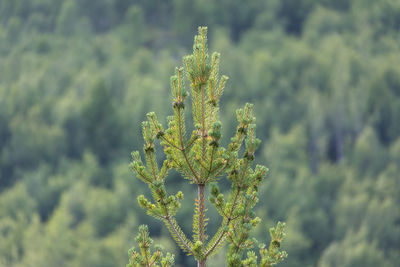 Close-up of succulent plant