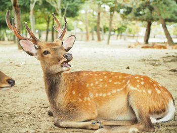 Deer relaxing on land