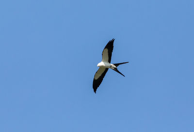 Low angle view of bird flying in sky