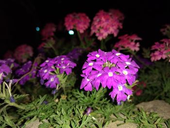 Close-up of purple flowers blooming at night