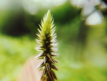 Close-up of plant outdoors