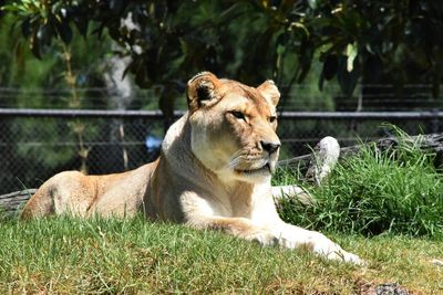 Lion relaxing on grass