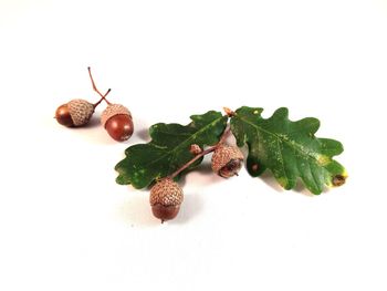 Close-up of fruits against white background