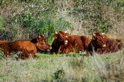 Highland cattle in a field