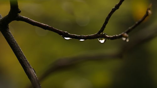 Close-up of water drops on branch