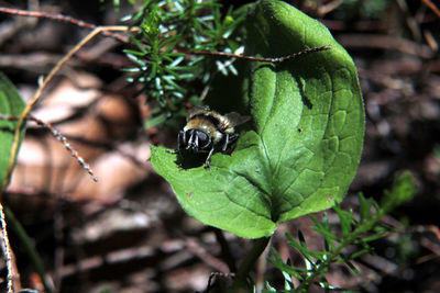 Close-up of insect on leaf