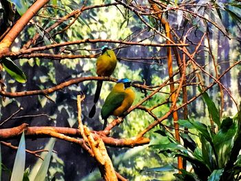 Low angle view of bird perching on tree