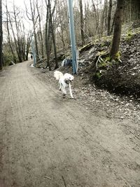 Dog running on road