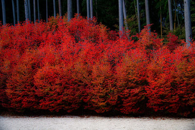 Red trees in forest during autumn